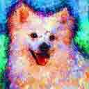 american eskimos pup art dog art and abstract dogs, pup art dog pop art prints, abstract dog paintings, abstract dog portraits, pop art pet portraits and dog gifts in colorful original pop art dog art and fine art dog prints by artists Jane Billman and Gregg Billman
