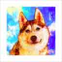 siberian husky red with blue eyes headshot pup art dog art and abstract dogs, pup art dog pop art prints, abstract dog paintings, abstract dog portraits, pop art pet portraits and dog gifts in colorful original pop art dog art and fine art dog prints by artists Jane Billman and Gregg Billman