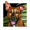 brindle palms pit bull terrier headshot pup art dog art and abstract dogs, pup art dog pop art prints, abstract dog paintings, abstract dog portraits, pop art pet portraits and dog gifts in colorful original pop art dog art and fine art dog prints by artists Jane Billman and Gregg Billman