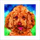 poodle apricot headshot pup art dog art and abstract dogs, pup art dog pop art prints, abstract dog paintings, abstract dog portraits, pop art pet portraits and dog gifts in colorful original pop art dog art and fine art dog prints by artists Jane Billman and Gregg Billman